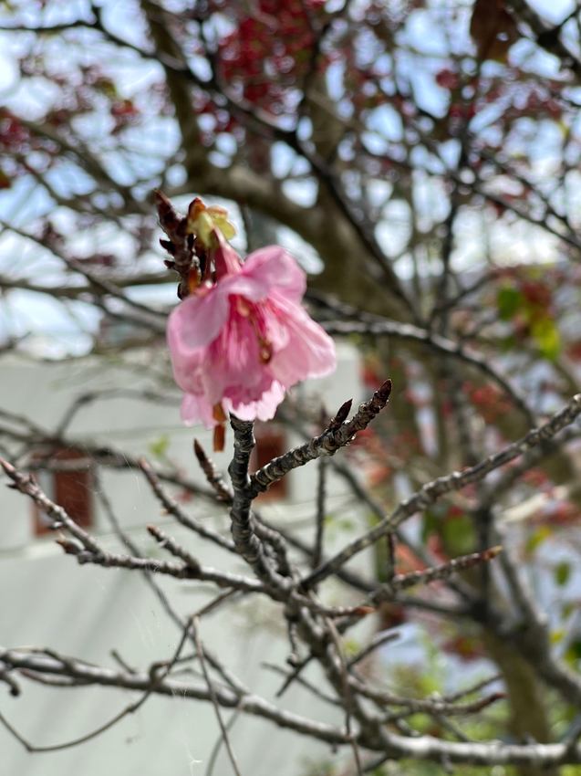 中庭の桜
